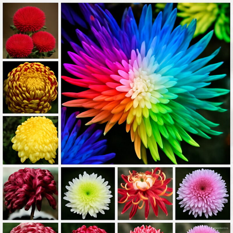 100 Pcs Bonsai Japan Chrysanthemum Flower Plant Perennial Flore Indoor & Outdoor Potted Planta Family Garden Seeds
