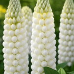 200 Pcs Mix Color Lupine Bonsai Plants Annual Outdoor Succulent Groundcover Flower Potted Home Garden Planting Seeds - 5 200 Pcs Mix Color Lupine Bonsai Plants Annual Outdoor Succulent Groundcover Flower Potted Home Garden Planting Seeds - 5