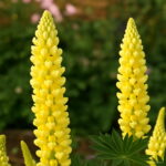 200 Pcs Mix Color Lupine Bonsai Plants Annual Outdoor Succulent Groundcover Flower Potted Home Garden Planting Seeds - 4 200 Pcs Mix Color Lupine Bonsai Plants Annual Outdoor Succulent Groundcover Flower Potted Home Garden Planting Seeds - 4