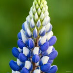 200 Pcs Mix Color Lupine Bonsai Plants Annual Outdoor Succulent Groundcover Flower Potted Home Garden Planting Seeds - 3 200 Pcs Mix Color Lupine Bonsai Plants Annual Outdoor Succulent Groundcover Flower Potted Home Garden Planting Seeds - 3