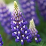 200 Pcs Mix Color Lupine Bonsai Plants Annual Outdoor Succulent Groundcover Flower Potted Home Garden Planting Seeds - 2 200 Pcs Mix Color Lupine Bonsai Plants Annual Outdoor Succulent Groundcover Flower Potted Home Garden Planting Seeds - 2