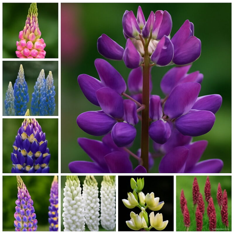 200 Pcs Mix Color Lupine Bonsai Plants Annual Outdoor Succulent Groundcover Flower Potted Home Garden Planting Seeds