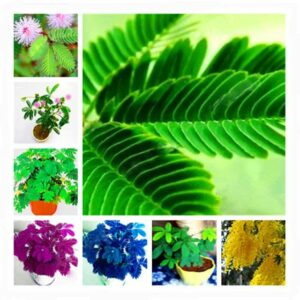 150 Pcs Colorful Mimosa Bonsai Balcony Tree Flower Funny Bashful Grass Plants Sensible Foliage Perennial Home Garden Seeds