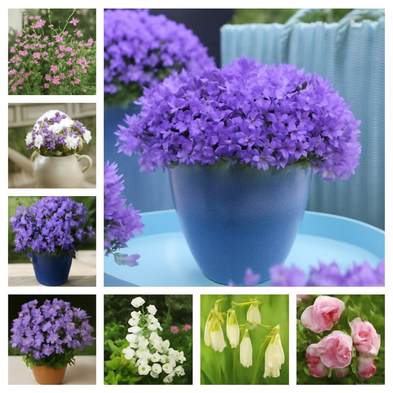 200 Pcs Lily Of The Valley Flower Bonsai Bell Orchid Plants Rich Aroma Multi-colored Orchids Campanula Seeds