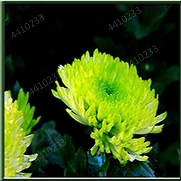 100piece Hybrids Gerbera Perennial Chrysanthemum Seeds For Indooroutdoor Decorative Potting - 1