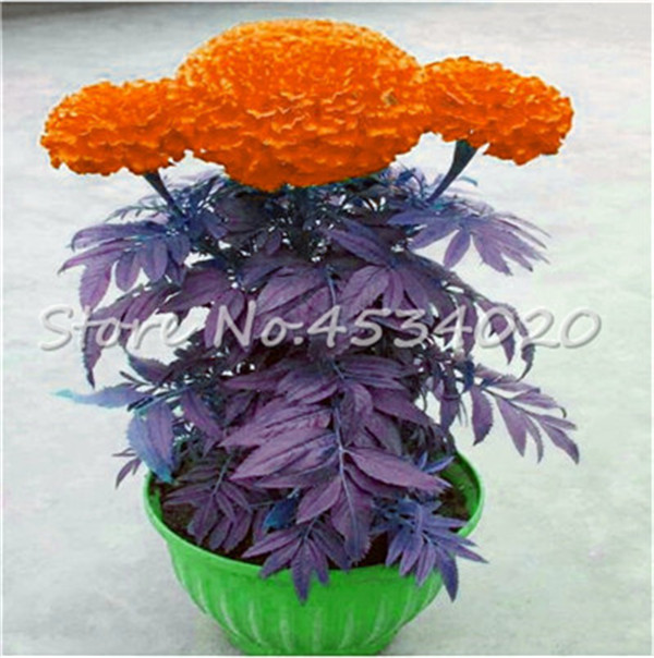 100 Pcs s Purple Maidenhair Flower Seeds Ideal For Potting Marigold Chrysanthemum Decorative Blooms - 12