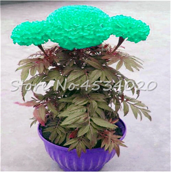 100 Pcs s Purple Maidenhair Flower Seeds Ideal For Potting Marigold Chrysanthemum Decorative Blooms - 10