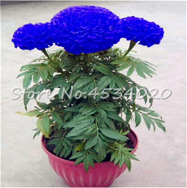 100 Pcs s Purple Maidenhair Flower Seeds Ideal For Potting Marigold Chrysanthemum Decorative Blooms - 8