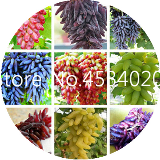 100 Pcs s Purple Maidenhair Flower Seeds Ideal For Potting Marigold Chrysanthemum Decorative Blooms - 3