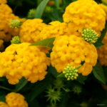 30 Pcs Yellow Hydrangea Plants Mixed Flowers Home Plant Bonsai Perennial Viburnum Flower Garden Seeds - 6 30 Pcs Yellow Hydrangea Plants Mixed Flowers Home Plant Bonsai Perennial Viburnum Flower Garden Seeds - 6
