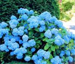 30 Pcs Yellow Hydrangea Plants Mixed Flowers Home Plant Bonsai Perennial Viburnum Flower Garden Seeds - 5