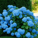 30 Pcs Yellow Hydrangea Plants Mixed Flowers Home Plant Bonsai Perennial Viburnum Flower Garden Seeds - 5 30 Pcs Yellow Hydrangea Plants Mixed Flowers Home Plant Bonsai Perennial Viburnum Flower Garden Seeds - 5