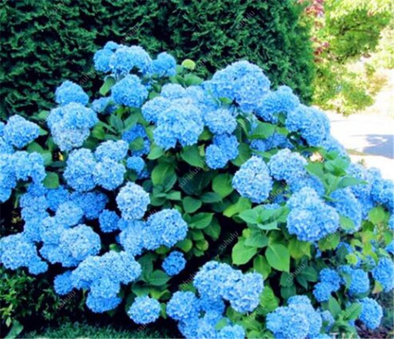 yellow hydrangea plants for sale