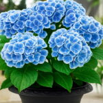 30 Pcs Yellow Hydrangea Plants Mixed Flowers Home Plant Bonsai Perennial Viburnum Flower Garden Seeds - 2 30 Pcs Yellow Hydrangea Plants Mixed Flowers Home Plant Bonsai Perennial Viburnum Flower Garden Seeds - 2