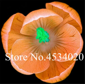 200 Pcs Saffron Flores Crocus Plante Bonsai Plants Flower Plantas Home Garden Semillas Tropical Seeds - 2