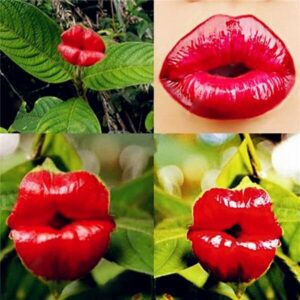 200 Pcs Red Lips Flower Bonsai Flowering Pots Japanese Home Garden Chili Perennial Plants Seeds