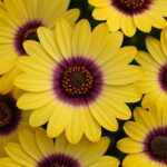 100 Pcs Cosmos Bonsai Amazing Rainbow Coreopsis Flower Plant Chrysanthemum Home Garden Flowers Beautiful Your Seeds - 5