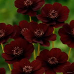 100 Pcs Cosmos Bonsai Amazing Rainbow Coreopsis Flower Plant Chrysanthemum Home Garden Flowers Beautiful Your Seeds - 4