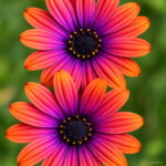 100 Pcs Cosmos Bonsai Amazing Rainbow Coreopsis Flower Plant Chrysanthemum Home Garden Flowers Beautiful Your Seeds - 2