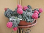 Succulent Bonsai Echeveria Succulents Lithops Cactus Organic Ass Flower Indoor Balcony Plant Home 100 Pcs Seeds - 6