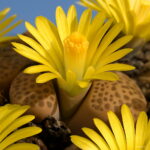 Succulent Bonsai Echeveria Succulents Lithops Cactus Organic Ass Flower Indoor Balcony Plant Home 100 Pcs Seeds - 5 Succulent Bonsai Echeveria Succulents Lithops Cactus Organic Ass Flower Indoor Balcony Plant Home 100 Pcs Seeds - 5