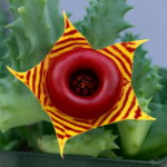 Succulent Bonsai Echeveria Succulents Lithops Cactus Organic Ass Flower Indoor Balcony Plant Home 100 Pcs Seeds - 3 Succulent Bonsai Echeveria Succulents Lithops Cactus Organic Ass Flower Indoor Balcony Plant Home 100 Pcs Seeds - 3