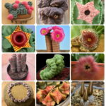 Succulent Bonsai Echeveria Succulents Lithops Cactus Organic Ass Flower Indoor Balcony Plant Home 100 Pcs Seeds Succulent Bonsai Echeveria Succulents Lithops Cactus Organic Ass Flower Indoor Balcony Plant Home 100 Pcs Seeds
