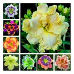 120 Pcs Hybrid Daylily Flowers Bonsai Hemerocallis Lily Indoor Home Garden Decor Plant Seeds