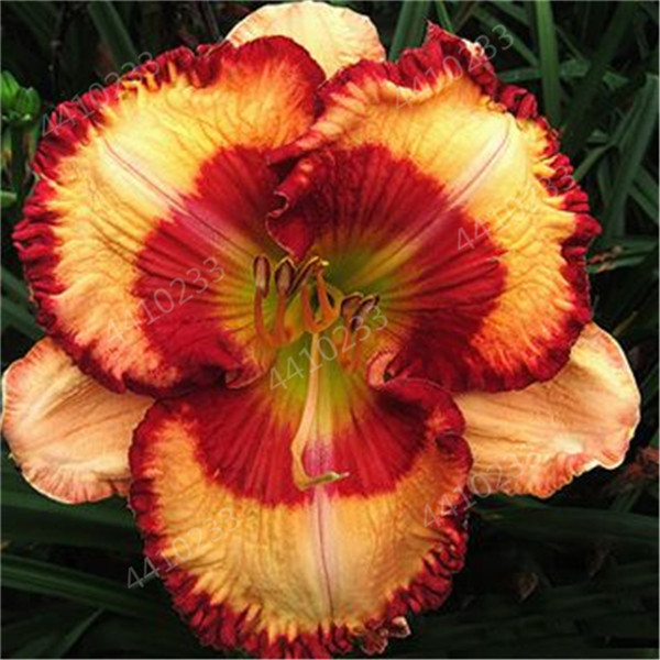 120 Count Hybrid Daylily Flower Hemerocallis Lily Seeds For Indoor Landscaping Decoration - 5