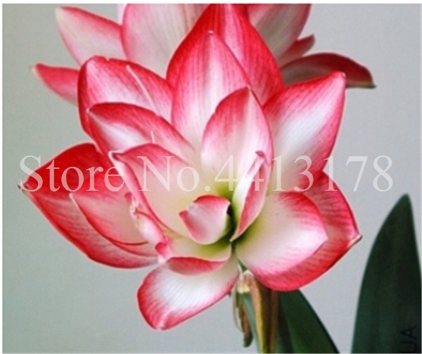 100 Pcs Amaryllis Flower Seeds Exotic Barbados Lily Ideal For Outdoor Indoor Pot Decorations - 2