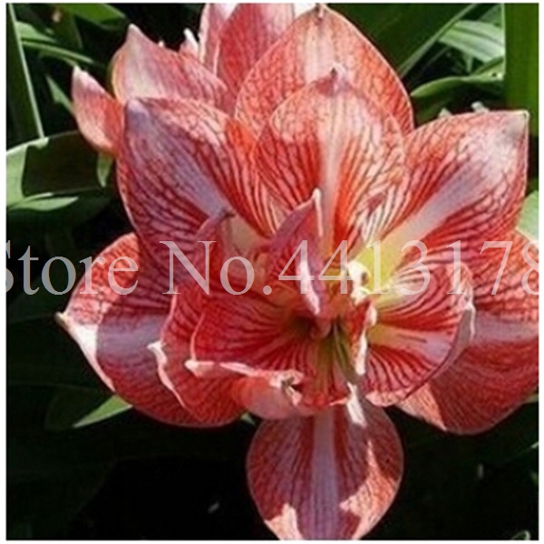 100 Pcs Amaryllis Flower Seeds Exotic Barbados Lily Ideal For Outdoor Indoor Pot Decorations - 1