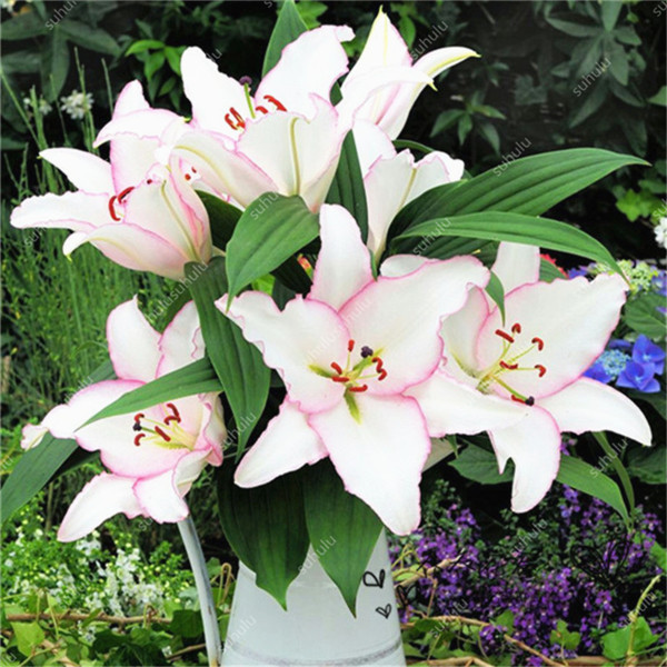 Exotic 100 Pcs Lily Seeds Outdoor Perennial Lilum Flower Airpurifying Landscaping Decor - 2