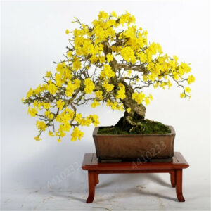 100 Pcs Climbing Plants Bonsai Jasmine Flower Amazing Smell & Beautiful Fragrant Flowers Perennial Plant Diy Home Garden Seeds - 2