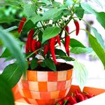 200 Pcs Many Kinds Pepper Bonsai Giant Chili Spicy Sweet Carolina Reaper Hot Chilli Vegetable Potted Plant Seeds - 5