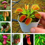 100pcs Striped Nepenthes Bonsai Eating Mosquito Carnivorous Plants Tropical Pitcher Insect Catching Succulent Garden Seeds 100pcs Striped Nepenthes Bonsai Eating Mosquito Carnivorous Plants Tropical Pitcher Insect Catching Succulent Garden Seeds