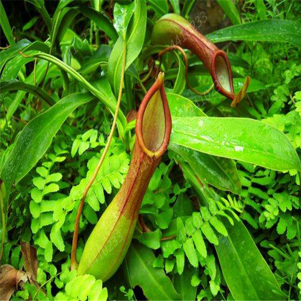 100pcs Tropical Nepenthes Seeds Striped Carnivorous Insect Catching Mosquito Repellent Ideal For Greenhouse Cultivation And Landscaping - 8