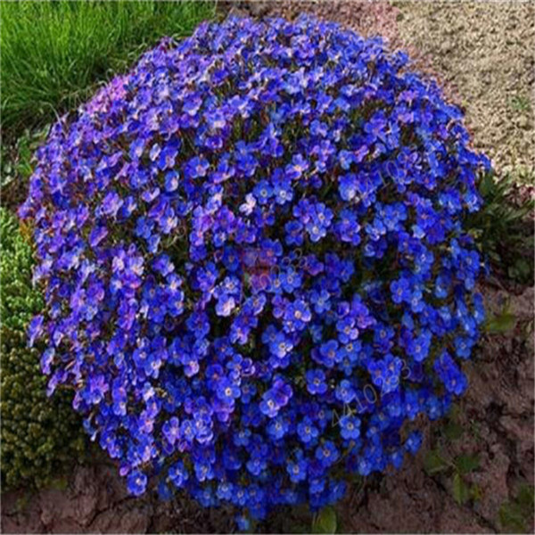 Aubrieta Cascade Purple Flower 150pcs Rock Cress Seeds Deerresistant Perennial Ground Coverage - 6