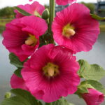 Price Home Garden 100 Pcs Double Hollyhock Bonsai Country Romance Mix Alcea Rosea Flower Decoration Seeds - 6