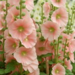 Price Home Garden 100 Pcs Double Hollyhock Bonsai Country Romance Mix Alcea Rosea Flower Decoration Seeds - 4