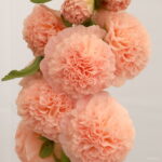 Price Home Garden 100 Pcs Double Hollyhock Bonsai Country Romance Mix Alcea Rosea Flower Decoration Seeds - 2