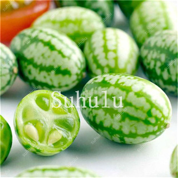 50pcs Miniature Fruit Veggie Seeds Thumb Watermelon Cucumber Pepkino Mexican Variety - 6