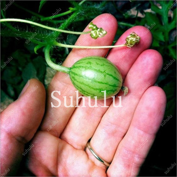 50pcs Miniature Fruit Veggie Seeds Thumb Watermelon Cucumber Pepkino Mexican Variety - 5