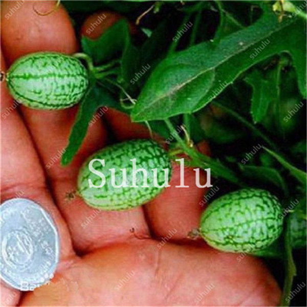 50pcs Miniature Fruit Veggie Seeds Thumb Watermelon Cucumber Pepkino Mexican Variety - 3