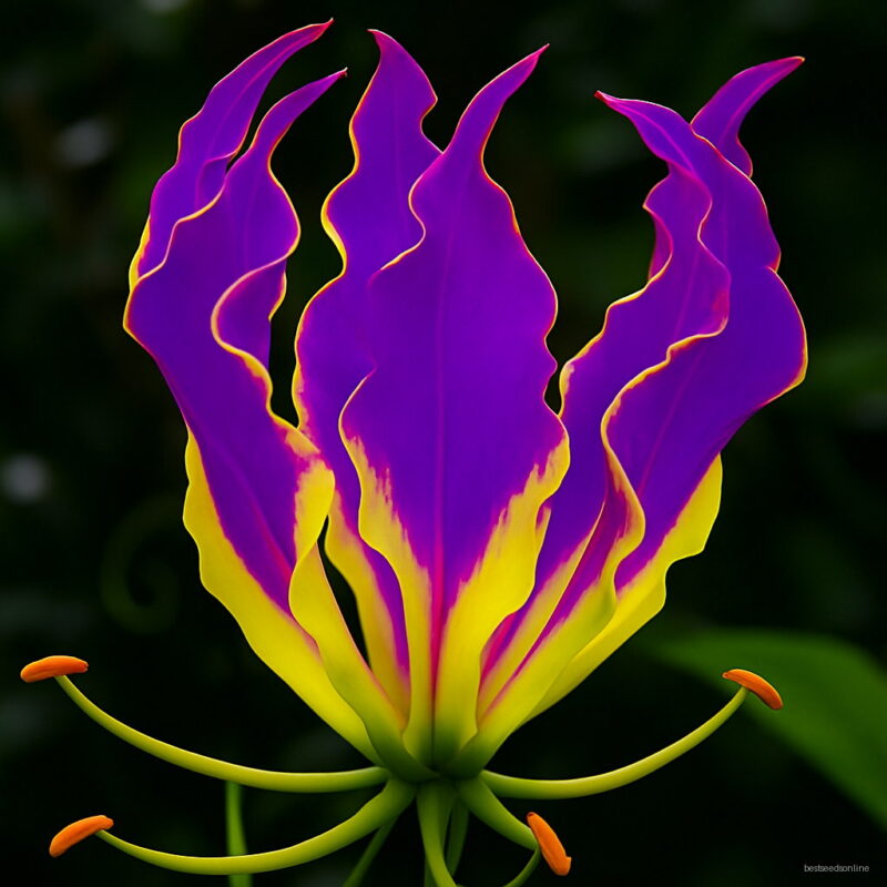 100 Pcs Flame Lily Bonsai Not Bulbs Perfume Lilies Plant Garden And Home Mixing Different Varieties Seeds