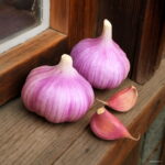 200 Pcs Multi-petals Garlic Bonsai Red And Healthy Plant Onion Garlics Vegetable Kitchen Seasoning Food Seeds - 5