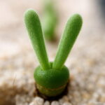 200pcs Rabbit Succulents Bonsai Lithops Pseudotruncatella Office Desk Air Purification Plants Home Garden Seeds - 6 200pcs Rabbit Succulents Bonsai Lithops Pseudotruncatella Office Desk Air Purification Plants Home Garden Seeds - 6