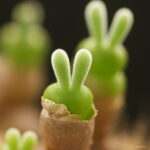 200pcs Rabbit Succulents Bonsai Lithops Pseudotruncatella Office Desk Air Purification Plants Home Garden Seeds - 5 200pcs Rabbit Succulents Bonsai Lithops Pseudotruncatella Office Desk Air Purification Plants Home Garden Seeds - 5