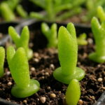 200pcs Rabbit Succulents Bonsai Lithops Pseudotruncatella Office Desk Air Purification Plants Home Garden Seeds - 4 200pcs Rabbit Succulents Bonsai Lithops Pseudotruncatella Office Desk Air Purification Plants Home Garden Seeds - 4