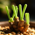 200pcs Rabbit Succulents Bonsai Lithops Pseudotruncatella Office Desk Air Purification Plants Home Garden Seeds - 3 200pcs Rabbit Succulents Bonsai Lithops Pseudotruncatella Office Desk Air Purification Plants Home Garden Seeds - 3