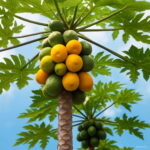 30 Pcs Sweet Papaya Bonsai Outdoor Tropical Juicy Jardin Fruit Heirloom Organic Garden Dwarf Tree Plants Seeds - 4 30 Pcs Sweet Papaya Bonsai Outdoor Tropical Juicy Jardin Fruit Heirloom Organic Garden Dwarf Tree Plants Seeds - 4